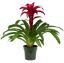 Picture of Bromeliad 2" Mini