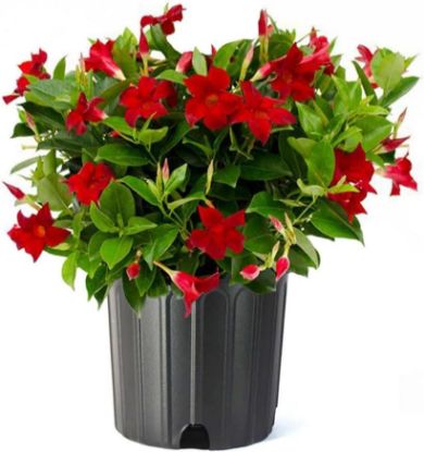 Picture of Dipladenia 10" Hanging-Basket