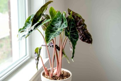Picture of Alocasia 6"