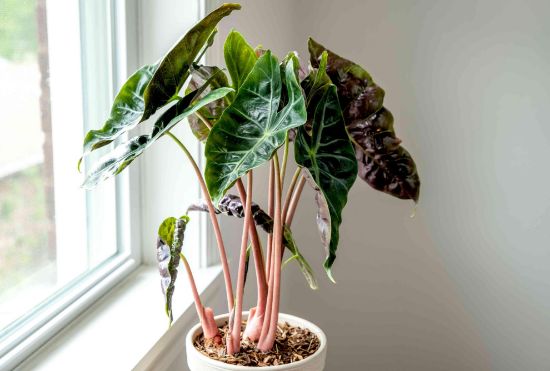 Picture of Alocasia 6"