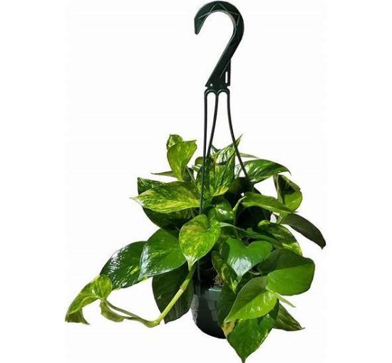 Picture of gold pathos Hanging-Basket