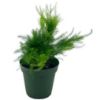 Picture of 6" Aspargus Fern