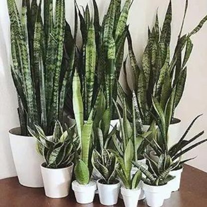 Picture of Sanseveria Snake Plant 12"
