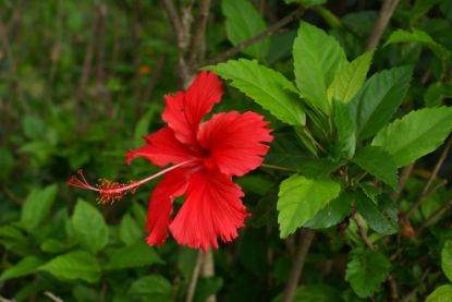 Picture of Hibiscus 10"