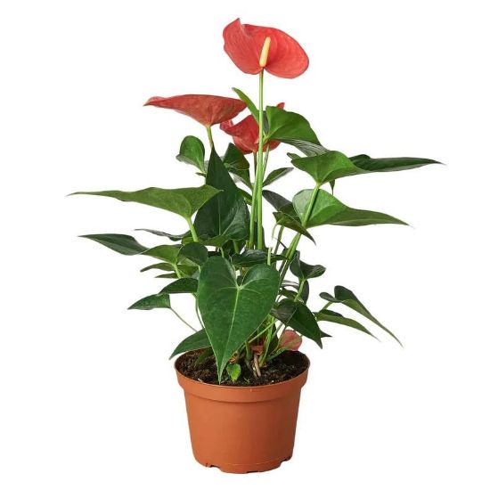 Picture of Anthurium_Lady Jan 6"