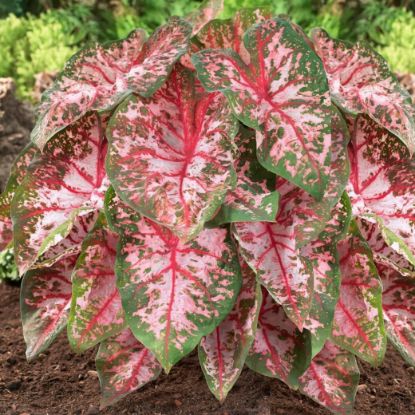 Picture of Caladium 6"
