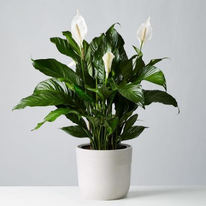 Picture of Peace Lily 4"
