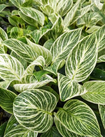 Picture of Philodendron 6"