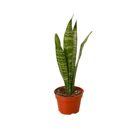 Picture of Snake Plant 4"