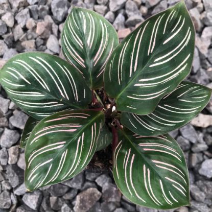 Picture of Calathea 6"