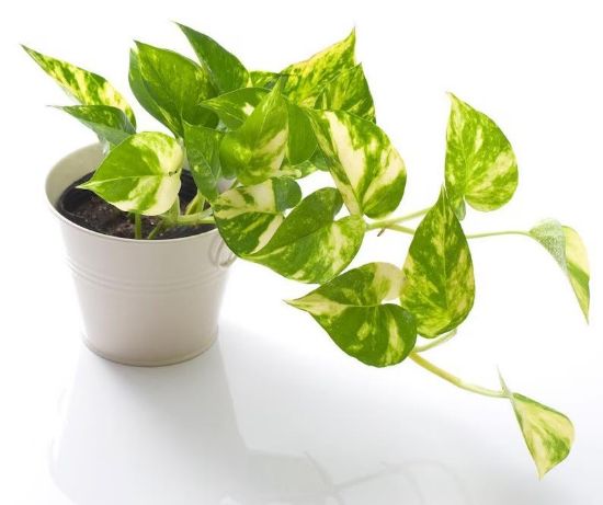 Picture of 4"fol Pothos/4