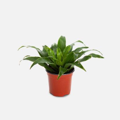 Picture of Dracaena 6"