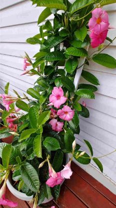 Picture of Mandevilla 10" Trellis