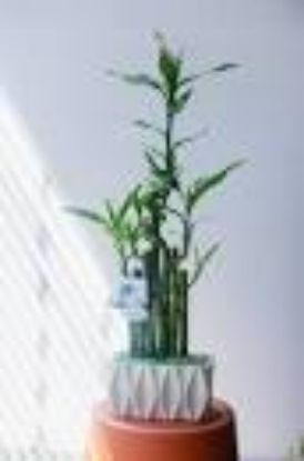 Picture of 468bamboo+pot/468