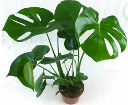 Picture of Monstera Plant 6"