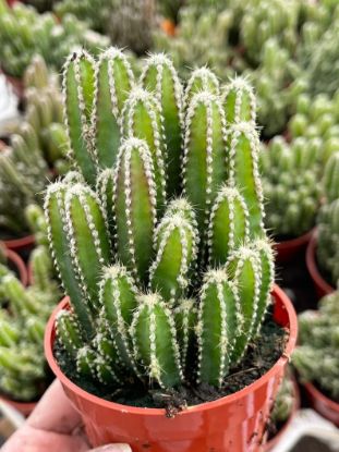 Picture of Cactus cereus Fairy Castle