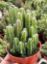 Picture of Cactus cereus Fairy Castle