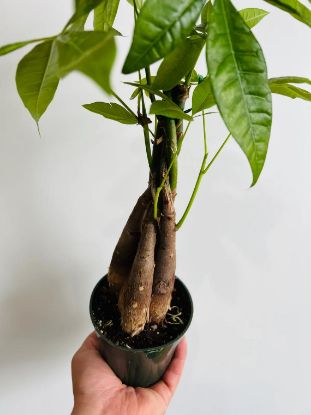 Picture of 3/4" Braided Money Tree