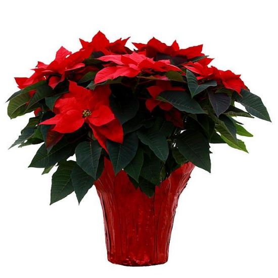 Picture of Poinsettia Live Red 4"