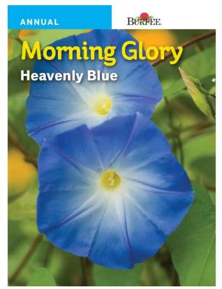 Picture of Morning Glory Heavenly Blue