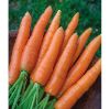 Picture of Carrot Nantes Supreme