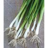 Picture of Bunching Onion Seeds