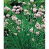 Picture of Dolores Chives Seeds