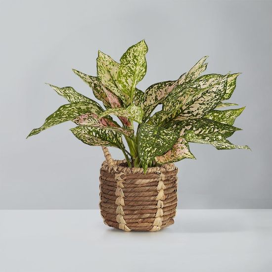 Picture of Aglnaonema 10"