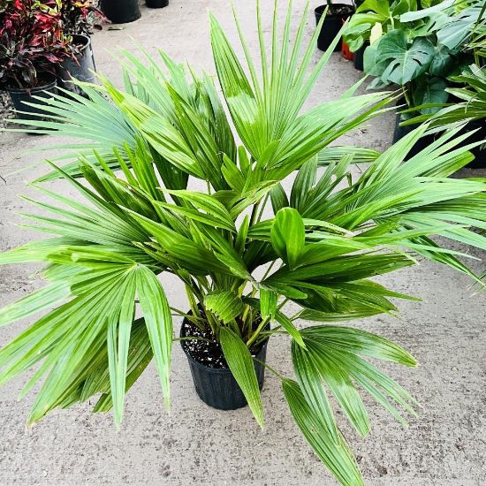 Picture of Palm Chinese Fan 10"