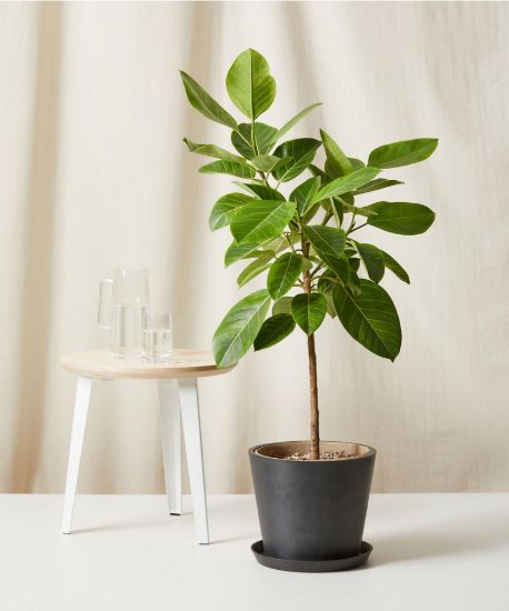 Picture of Ficus Bush 8"