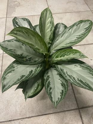 Picture of Aglaonema Silver Bay 6"