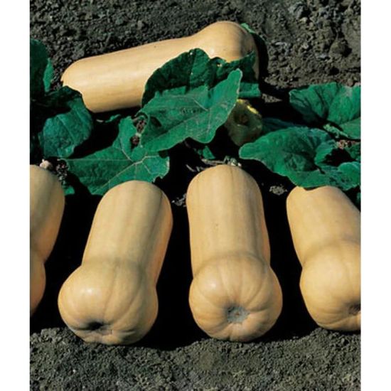 Picture of Waltham Winter Squash