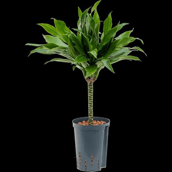 Picture of Dracaena Green Jewel 6"