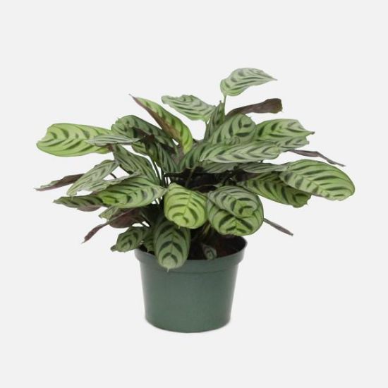 Picture of Calathea 10"