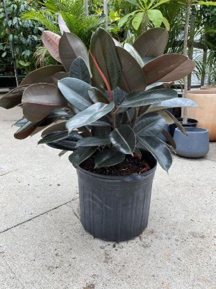 Picture of Ficus-Robusta 6"