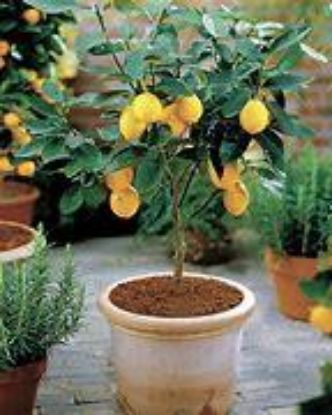 Picture of Meyer Lemon Plant 1 Gallon