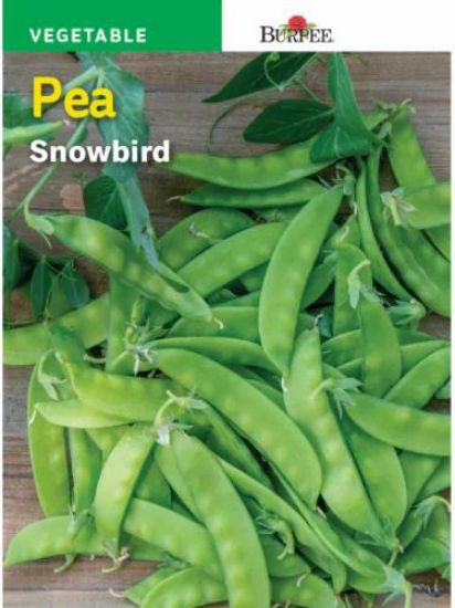 Picture of Snowbird Pea Seeds
