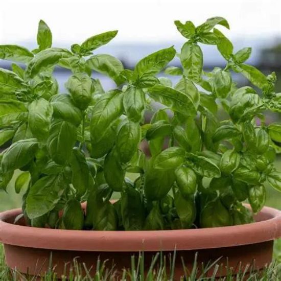Picture of Basil Plant 6"