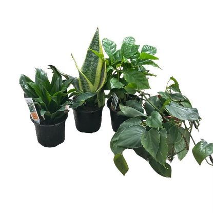 Picture of Foliage Plants Mixed 3.8"