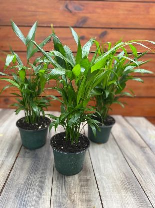 Picture of Palm Cataractarum 12"