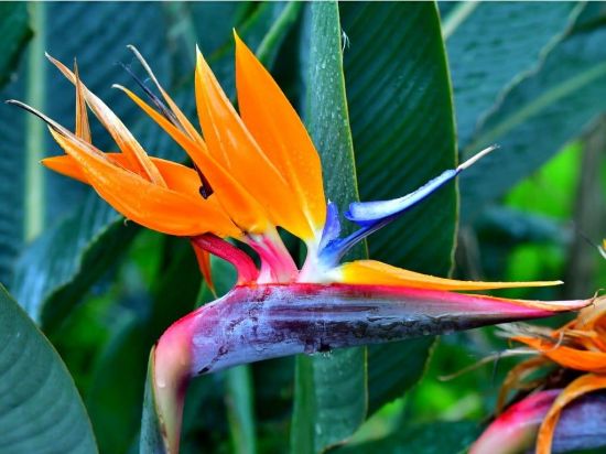 Picture of Bird Of Paradise 10"