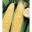 Picture of Sweet Corn Seeds
