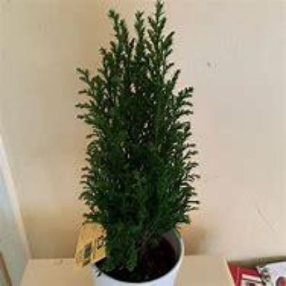 Picture of Elwoodi Cypress Tree With Mylar 6"