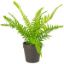 Picture of 4" Fern
